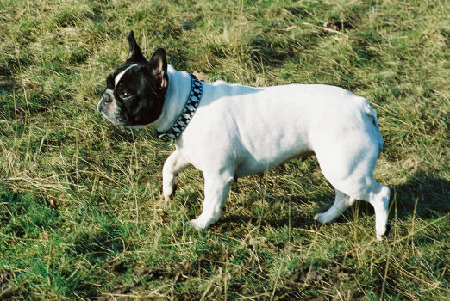 Französische Bulldogge Oona